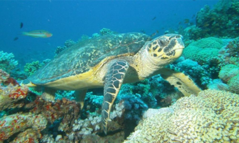 Sharm 9